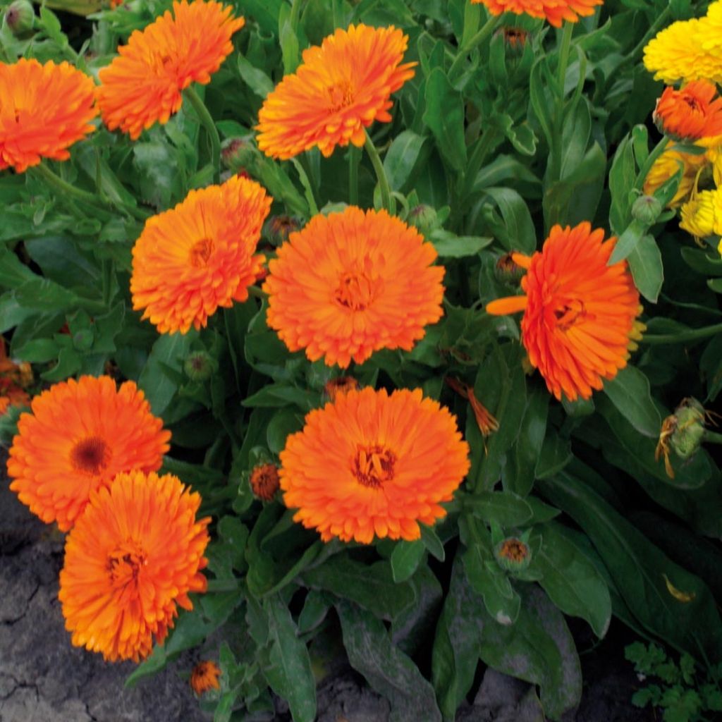 Souci des jardins Gitane Orange - Calendula officinalis