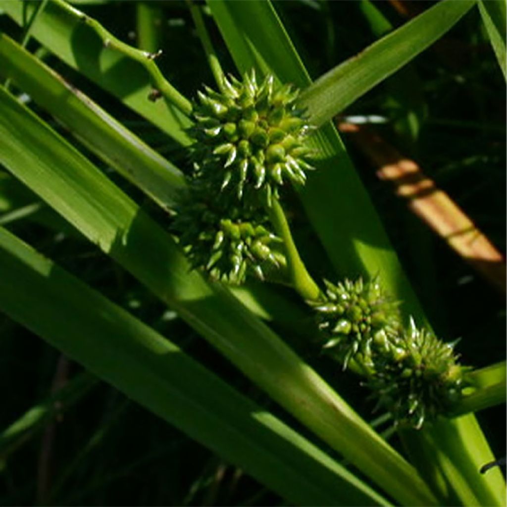 Sparganium erectum - Coltellaccio maggiore