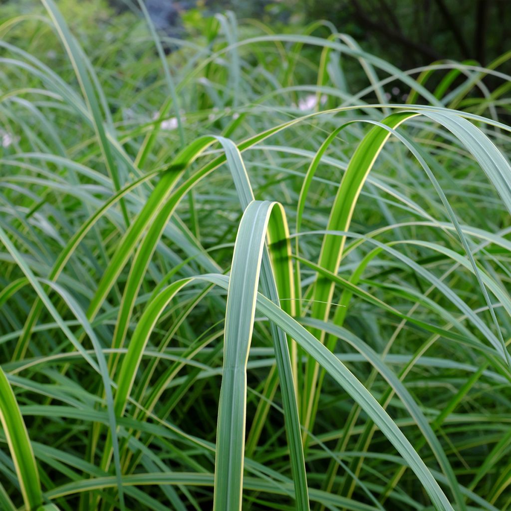 Spartina pectinata Aureomarginata - Spartine pectinée panachée