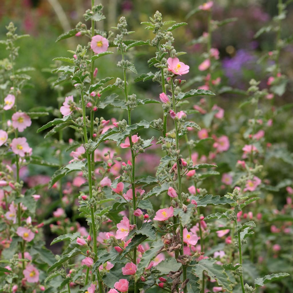 Sphaeralcea Charmeuse