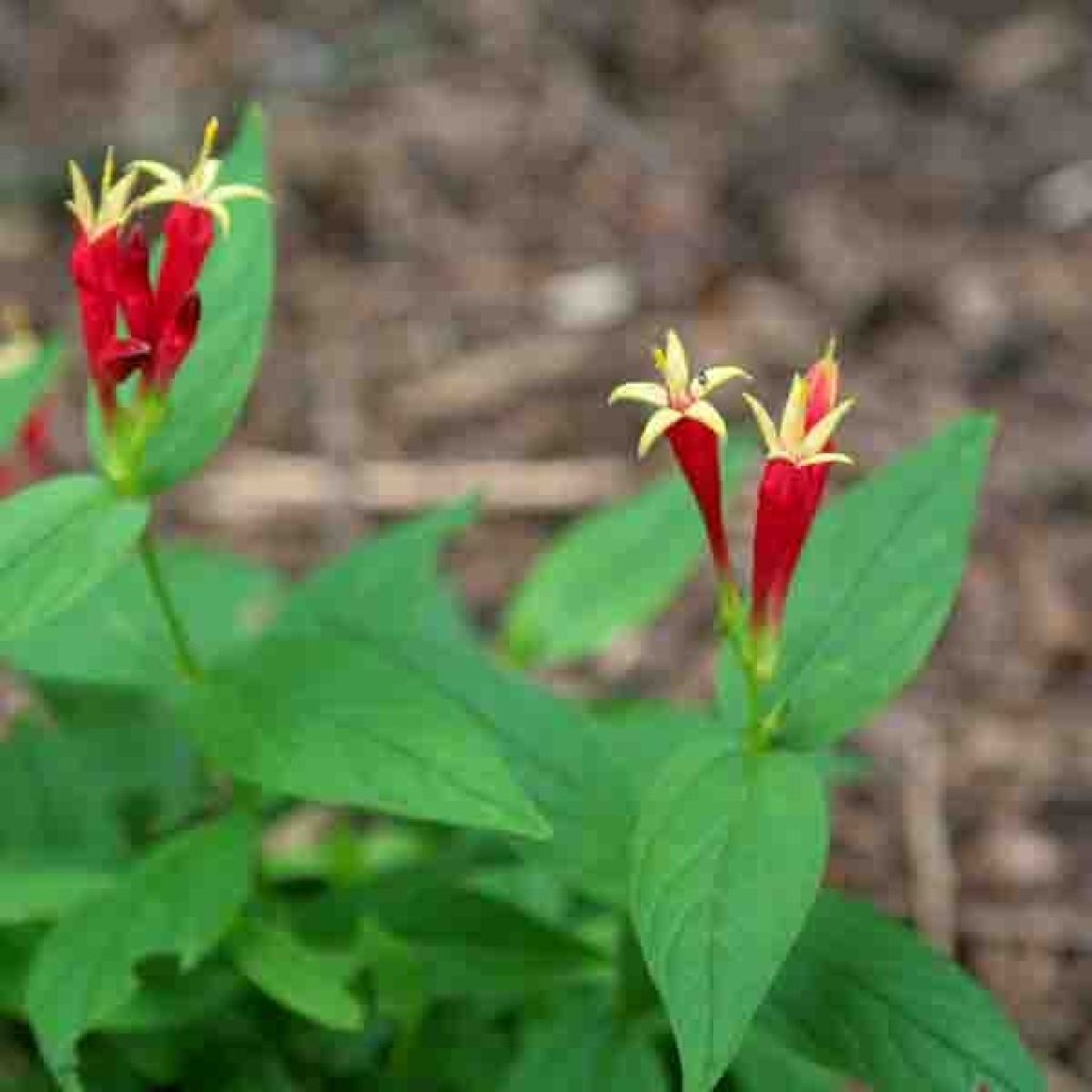 Spigelia marilandica