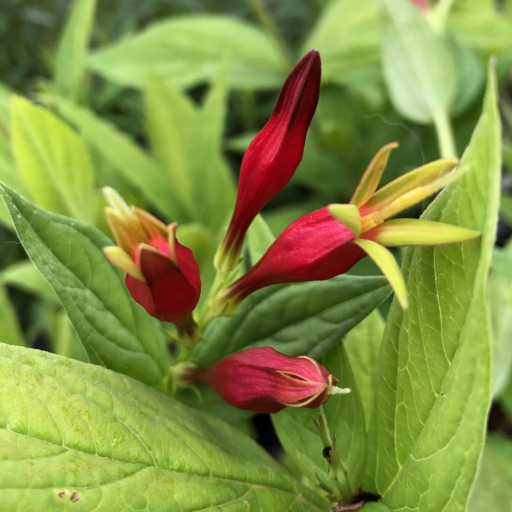 Spigelia marilandica - Spigélie du Maryland