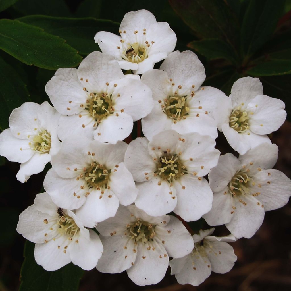 Spiraea arguta - Spirée blanche