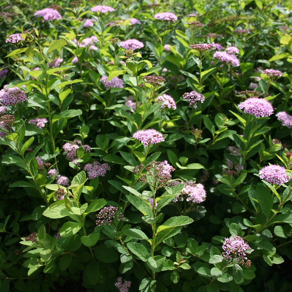 Spiraea betulifolia PINK SPARKLER ® COURISPI01 - Spirée à feuilles de bouleau.