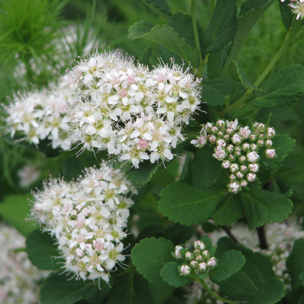 Spirea betulifolia Tor