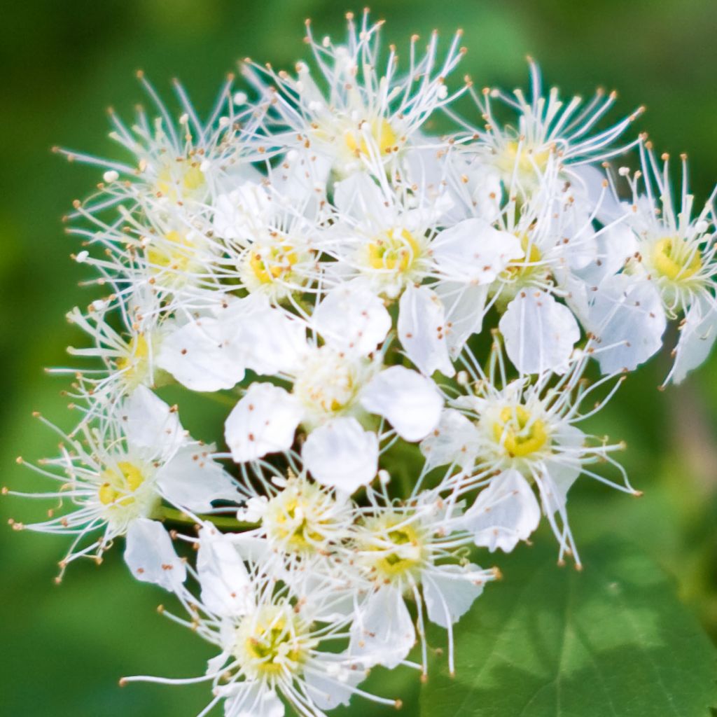 Spirea betulifolia Tor