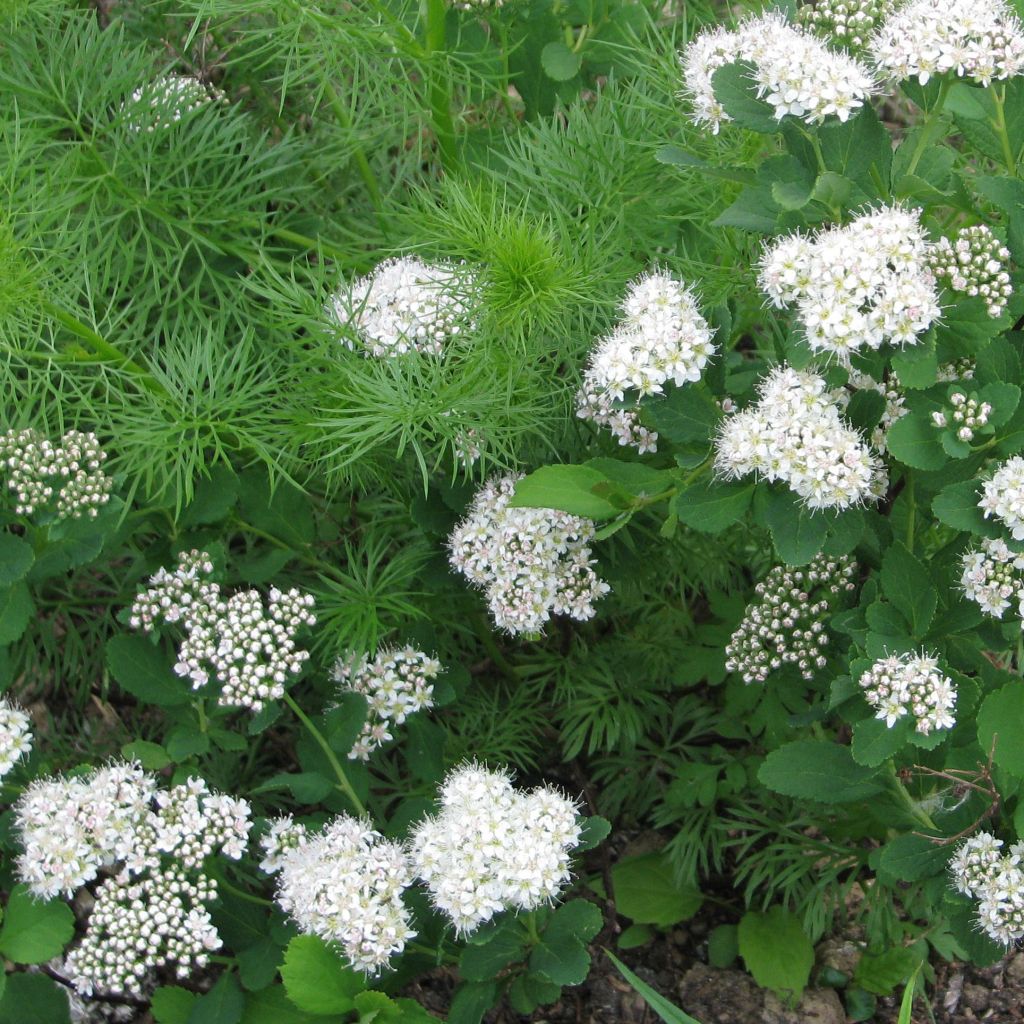 Spirea betulifolia Tor