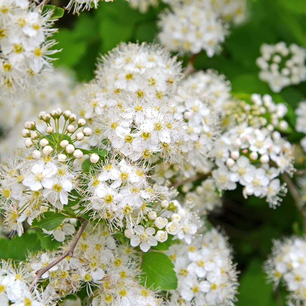 Spiraea chamaedryfolia - Spirée à feuilles de petit-chêne