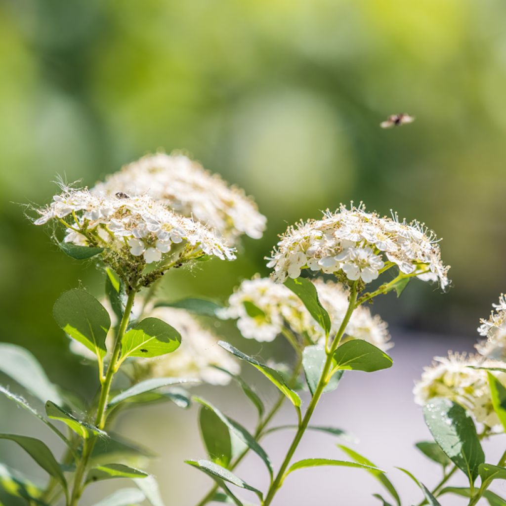 Spiraea chamaedryfolia - Spirée à feuilles de petit-chêne