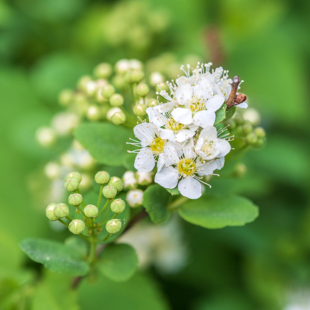 Spiraea chamaedryfolia - Spirée à feuilles de petit-chêne