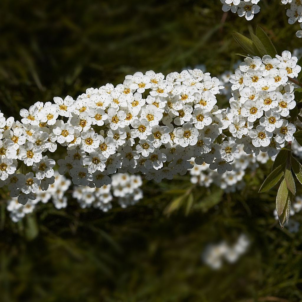 Spirea cinerea Grefsheim