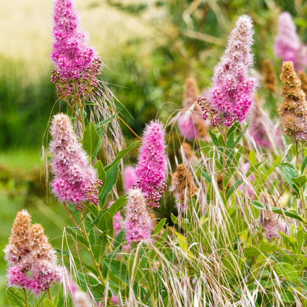 Spiraea douglasii - Spirée de Douglas