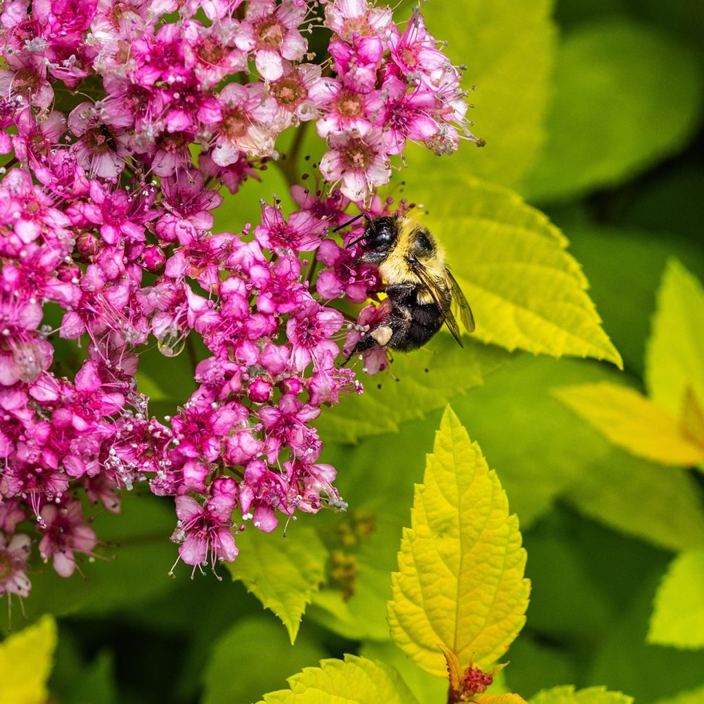 Spirea japonica Candlelight - Spirea del Giappone