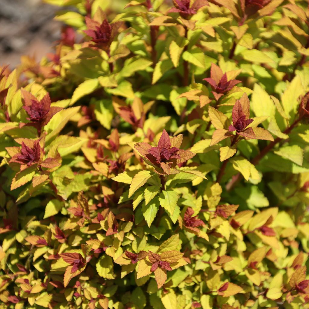 Spirea japonica Merlo Gold - Spirea del Giappone