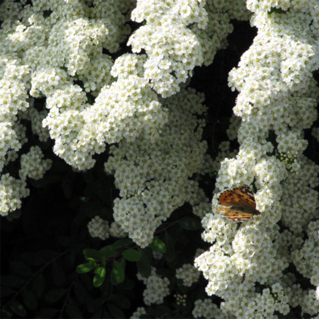 Spirée japonaise Snowmound - Spiraea nipponica Snowmound