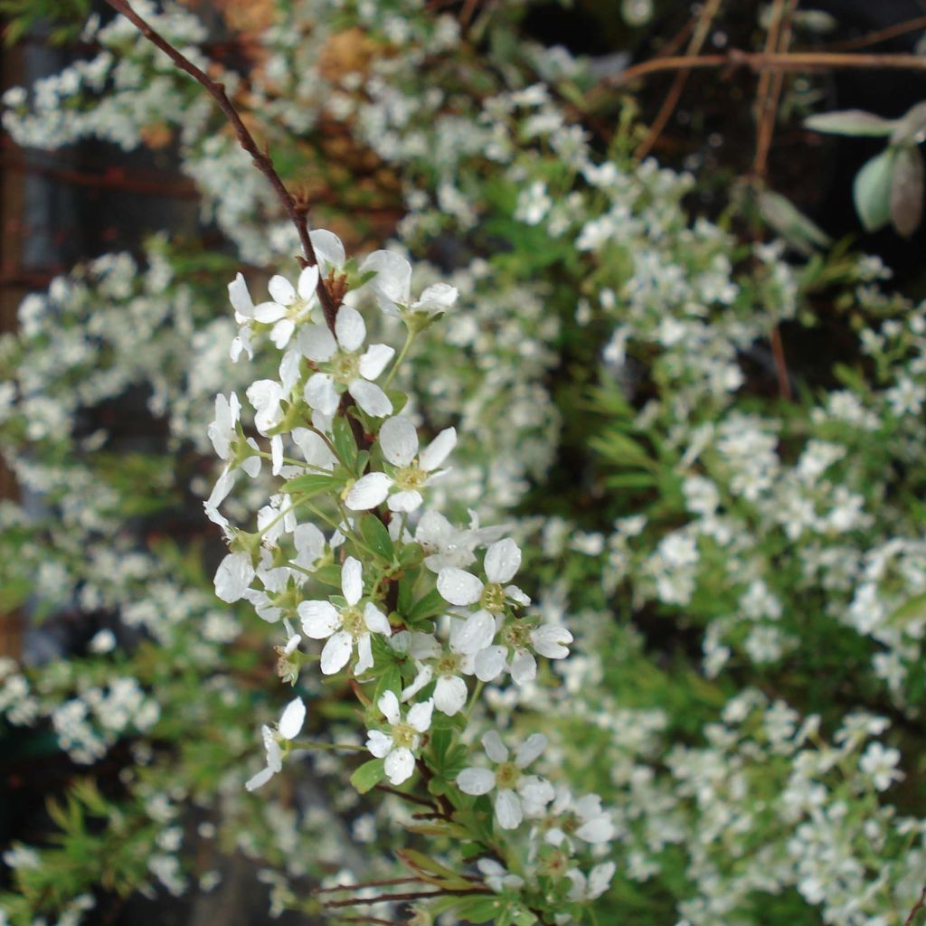 Spiraea thunbergii - Spirée de Thunberg 