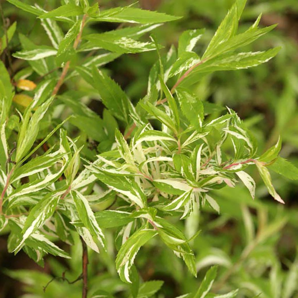 Spirea thunbergii Mount Fuji