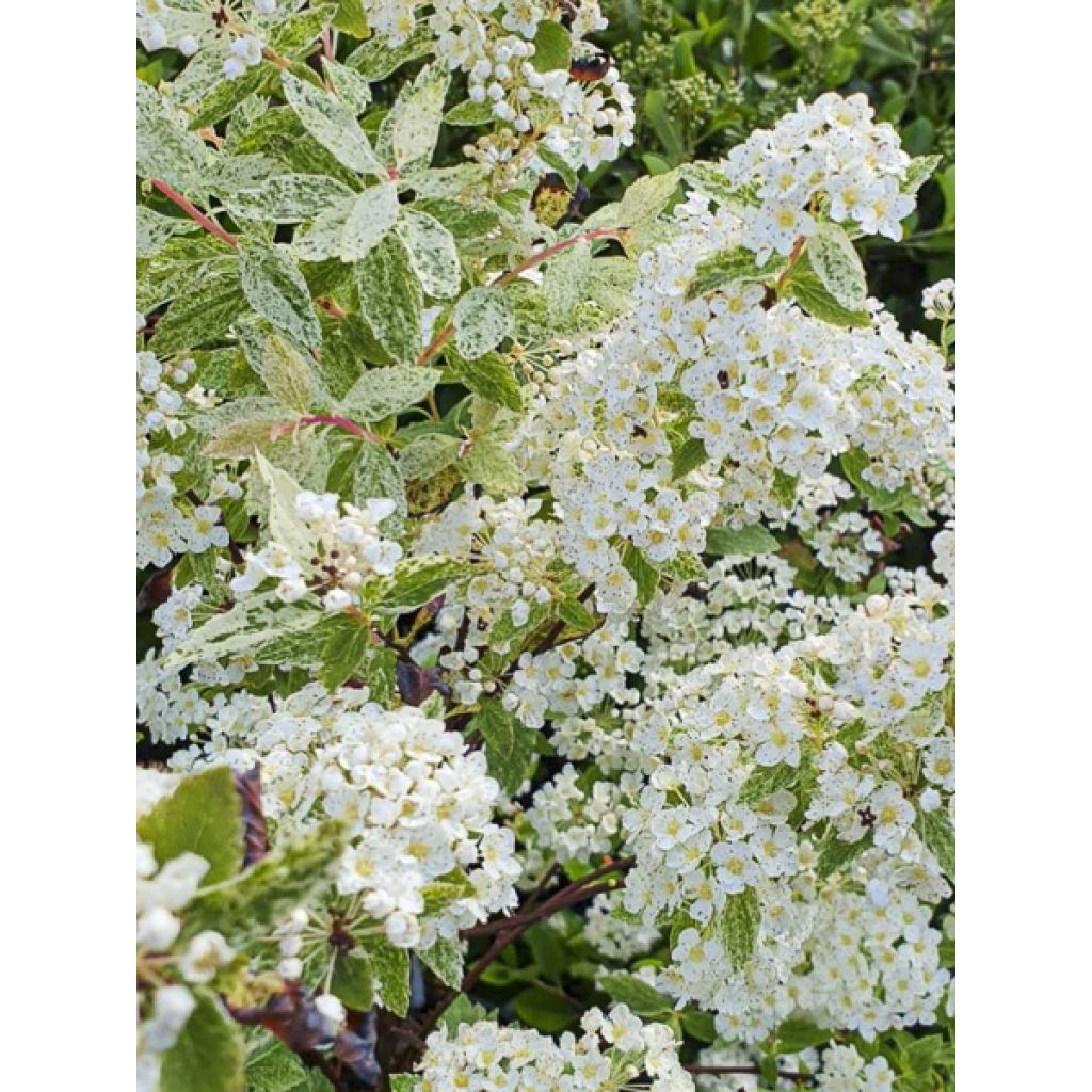 Spirea vanhouttei Pink Ice - Spirea bianca