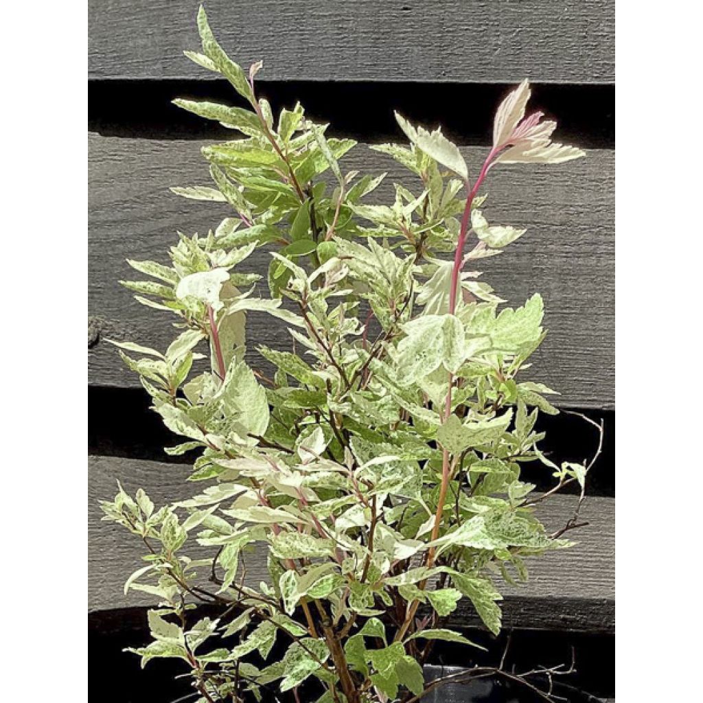 Spirea vanhouttei Pink Ice - Spirea bianca