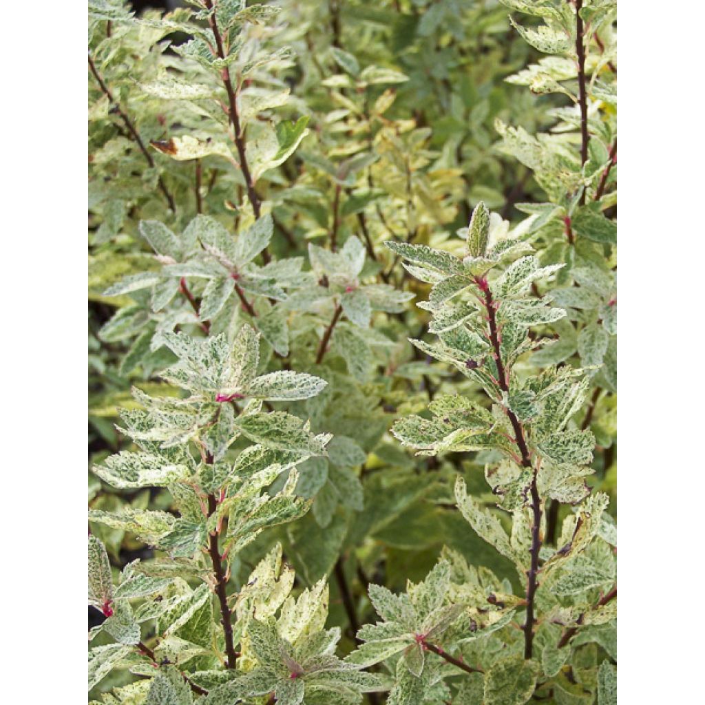 Spirea vanhouttei Pink Ice - Spirea bianca