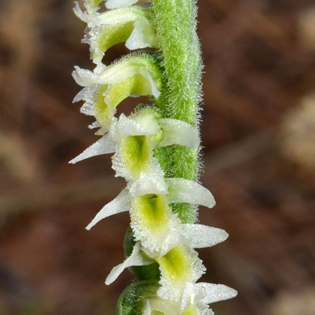 Spiranthes ochroleuca