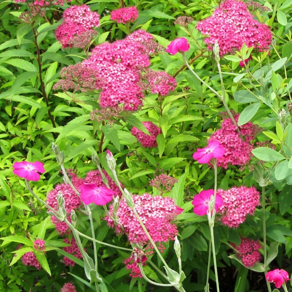 Spirea japonica Neon Flash - Spirea del Giappone