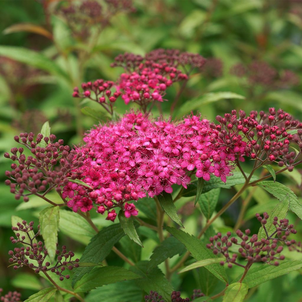 Spirea japonica Neon Flash - Spirea del Giappone