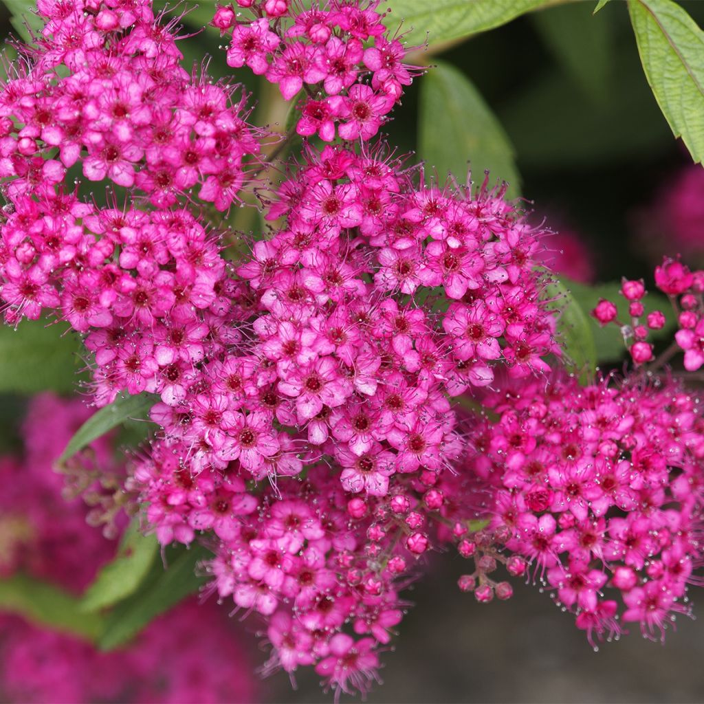 Spirea japonica Neon Flash - Spirea del Giappone