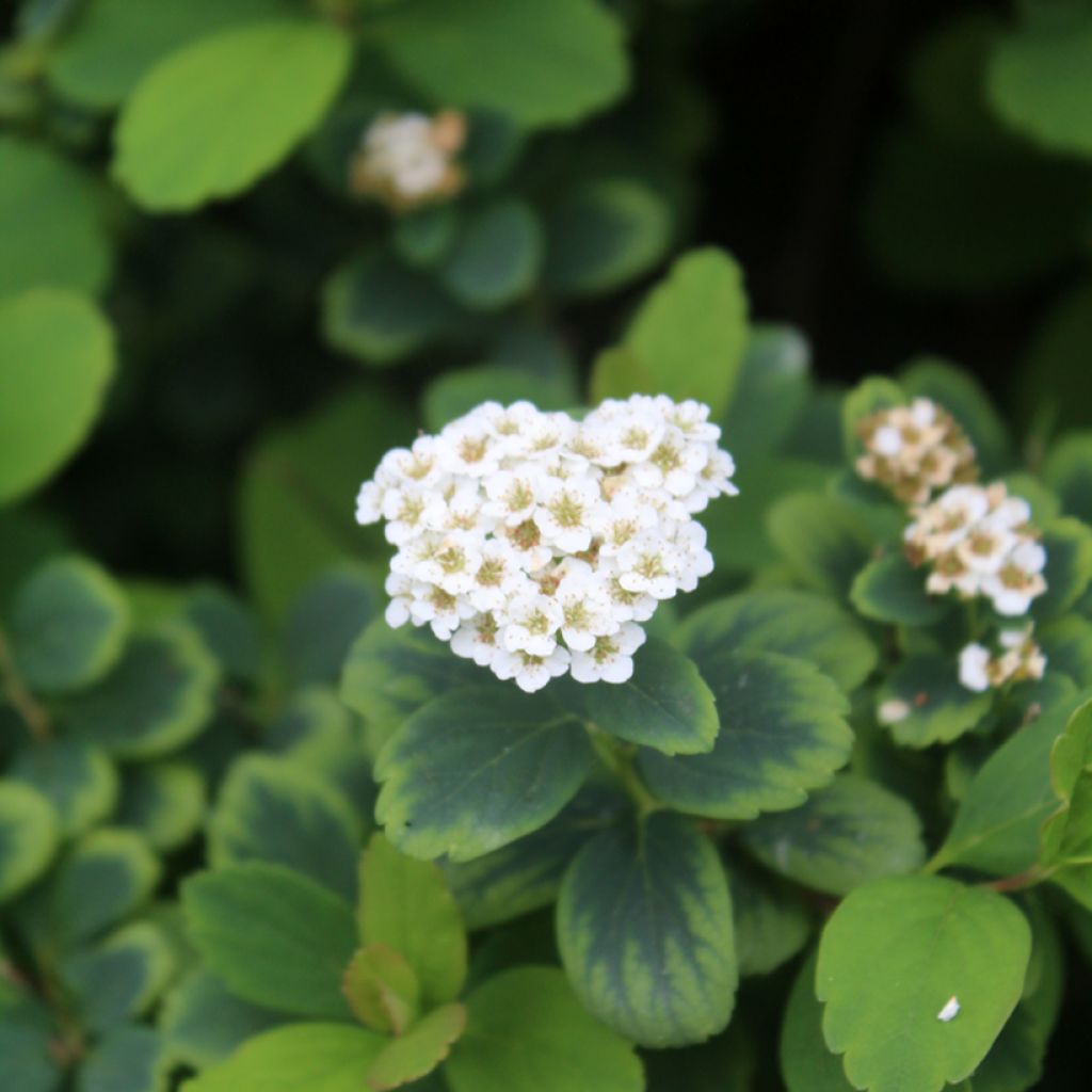 Spirea betulifolia Tor