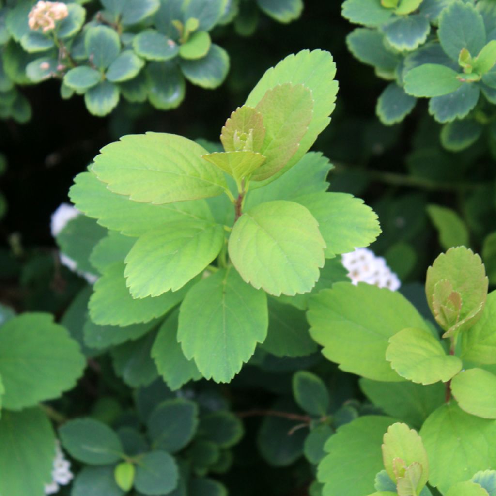 Spirea betulifolia Tor