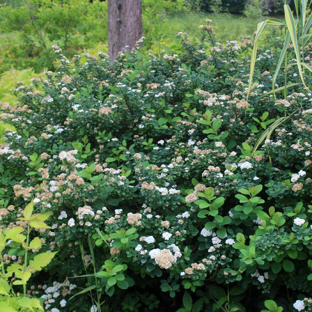 Spirea betulifolia Tor