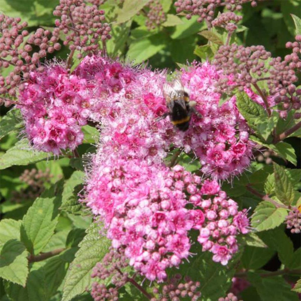 Spirea japonica Little Princess - Spirea del Giappone