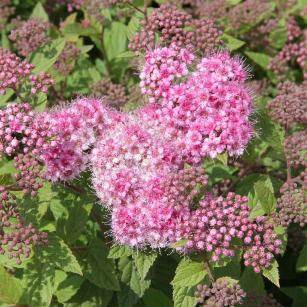 Spirea japonica Little Princess - Spirea del Giappone