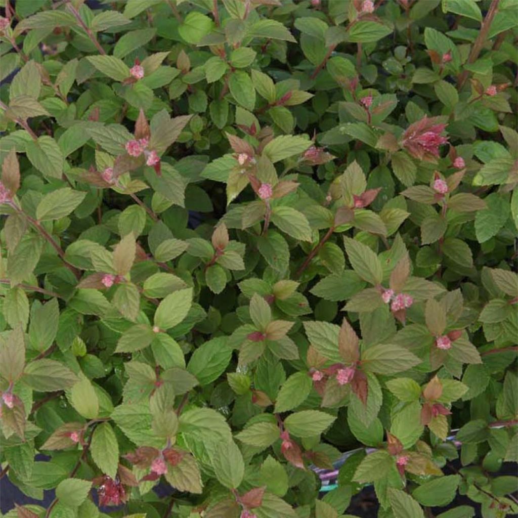 Spirea japonica Little Princess - Spirea del Giappone