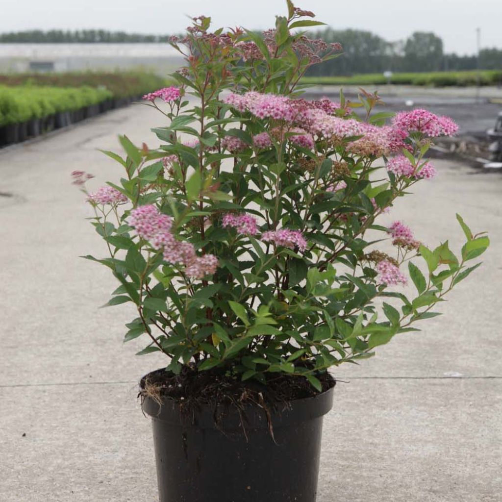 Spirea japonica Little Princess - Spirea del Giappone