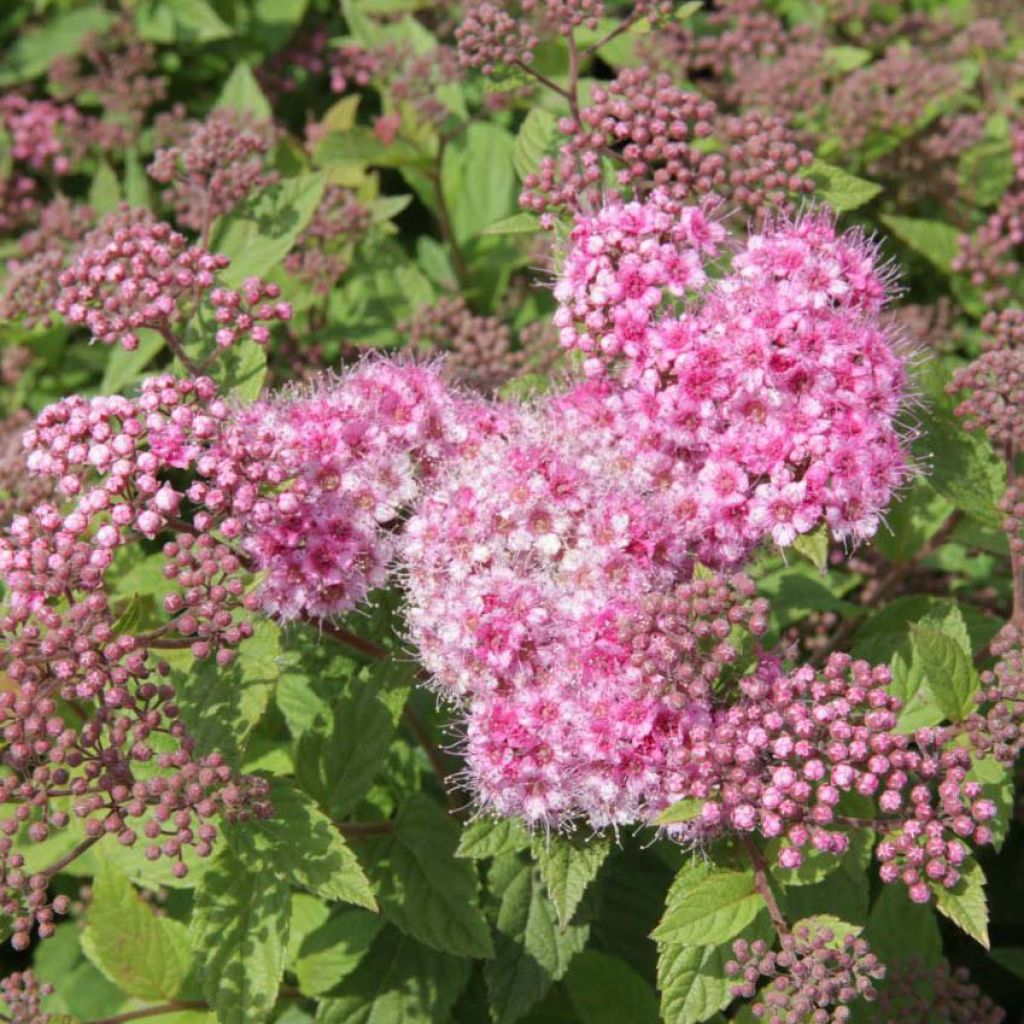 Spirée japonaise Nana - Spiraea japonica