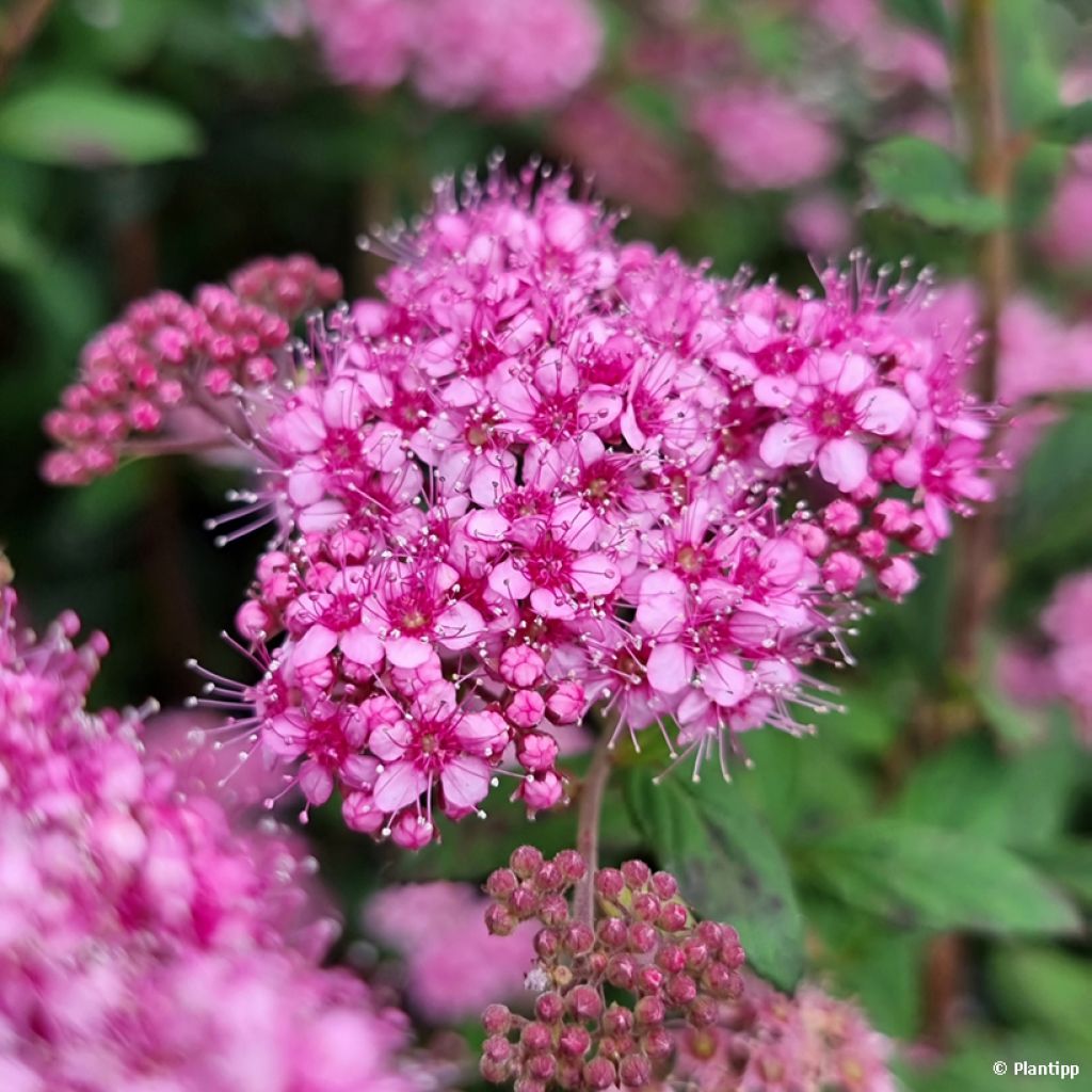 Spirée japonaise Odessa - Spiraea japonica