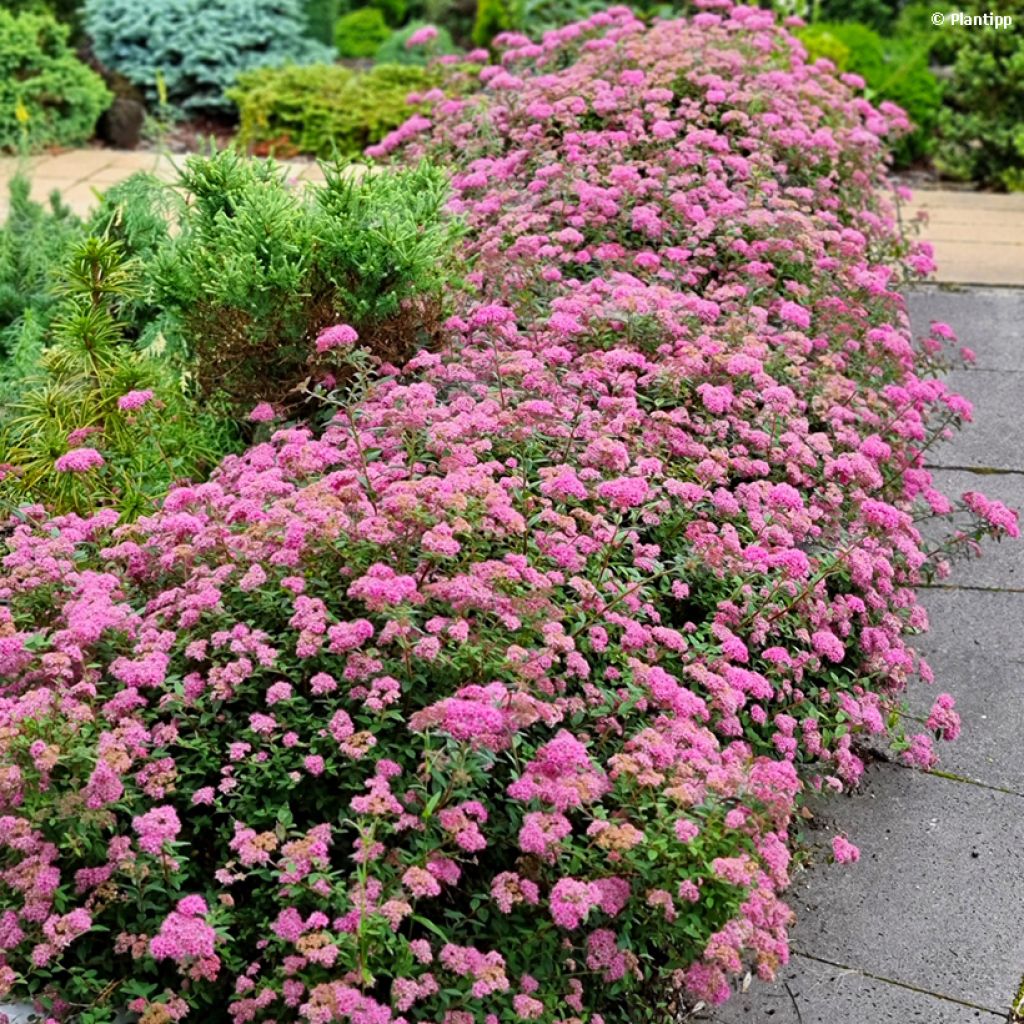 Spirée japonaise Odessa - Spiraea japonica