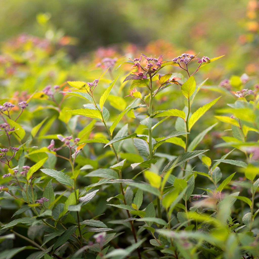 Spirée japonaise - Spiraea japonica Froebelii