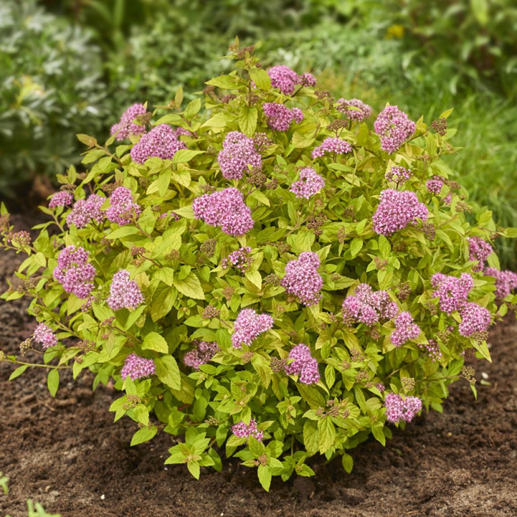 Spirea japonica Tessa - Spirea del Giappone