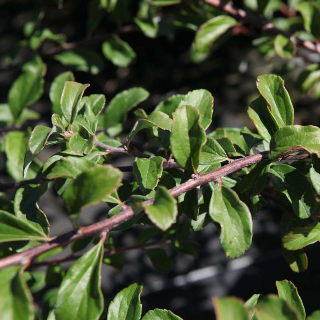 Spirée japonaise White Carpet - Spiraea nipponica