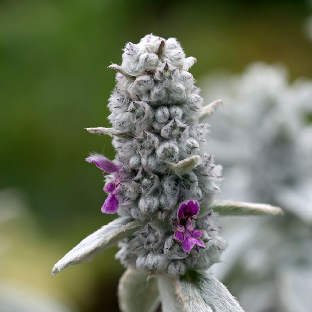 Stachys byzantina Silver Carpet - Oreille d'ours