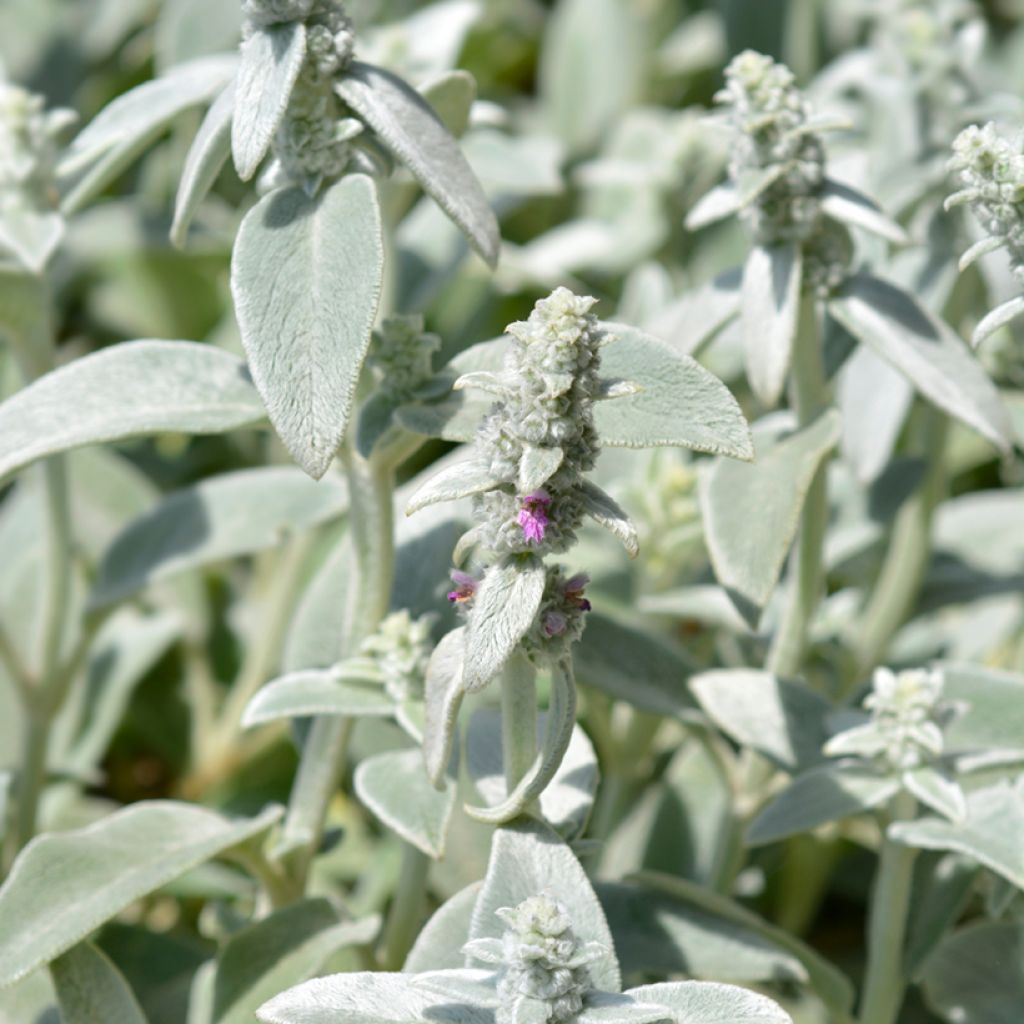 Stachys byzantina Silver Carpet - Oreille d'ours