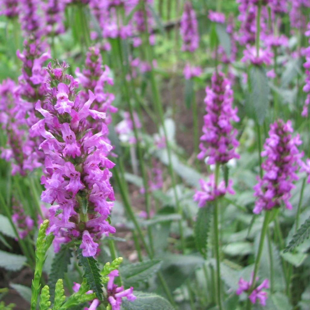 Stachys officinalis - Bétoine officinale