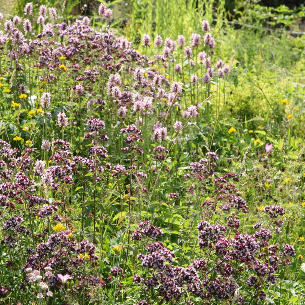 Stachys officinalis Pink Cotton Candy - Betonica comune