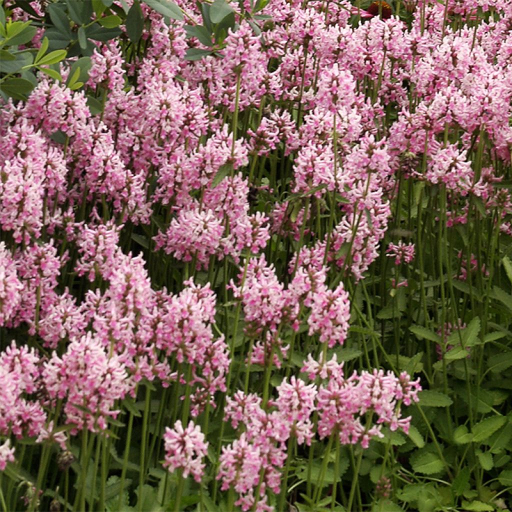 Stachys officinalis Pink Cotton Candy - Betonica comune