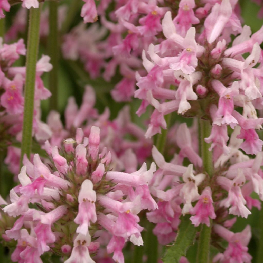 Stachys officinalis Pink Cotton Candy - Betonica comune