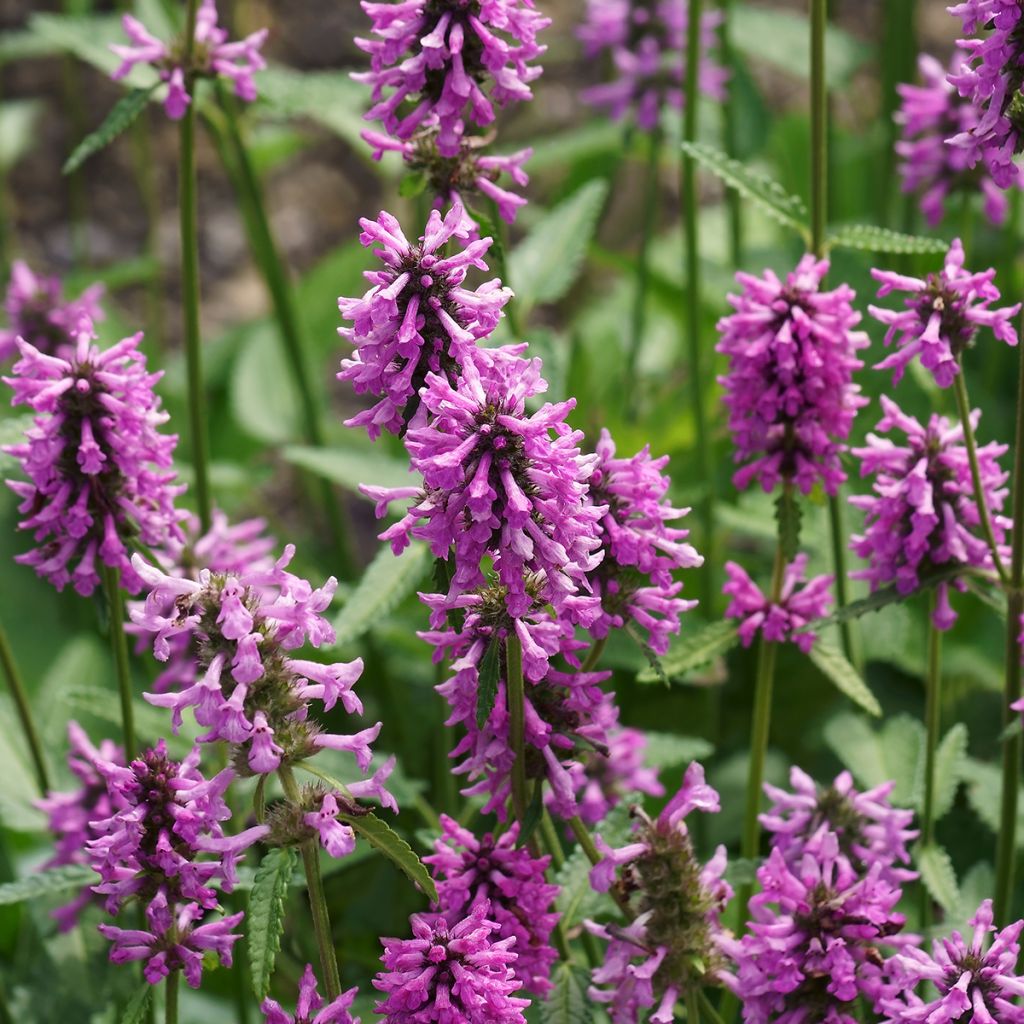 Stachys officinalis - Betonica comune