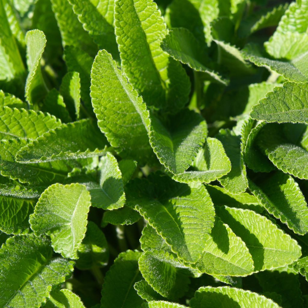 Stachys officinalis - Betonica comune