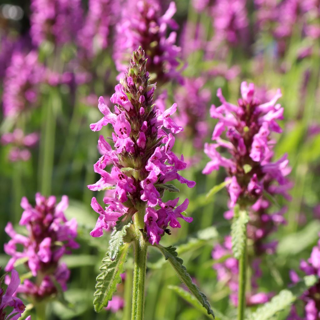 Stachys officinalis - Betonica comune